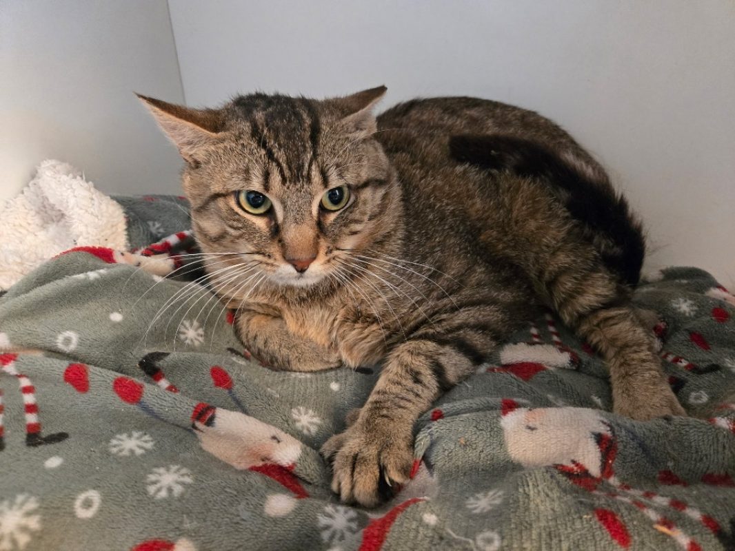 Moon - Chat Européen à adopter