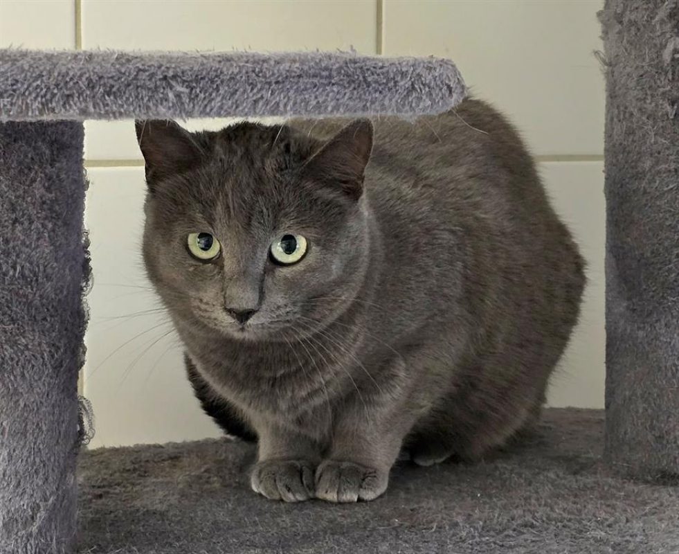 Kesak - Chat Européen à adopter