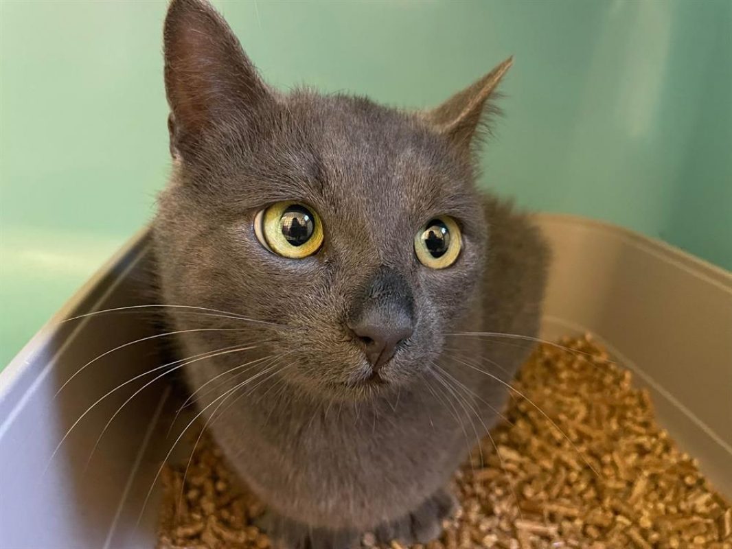 Kesak - Chat Européen à adopter - photo 2