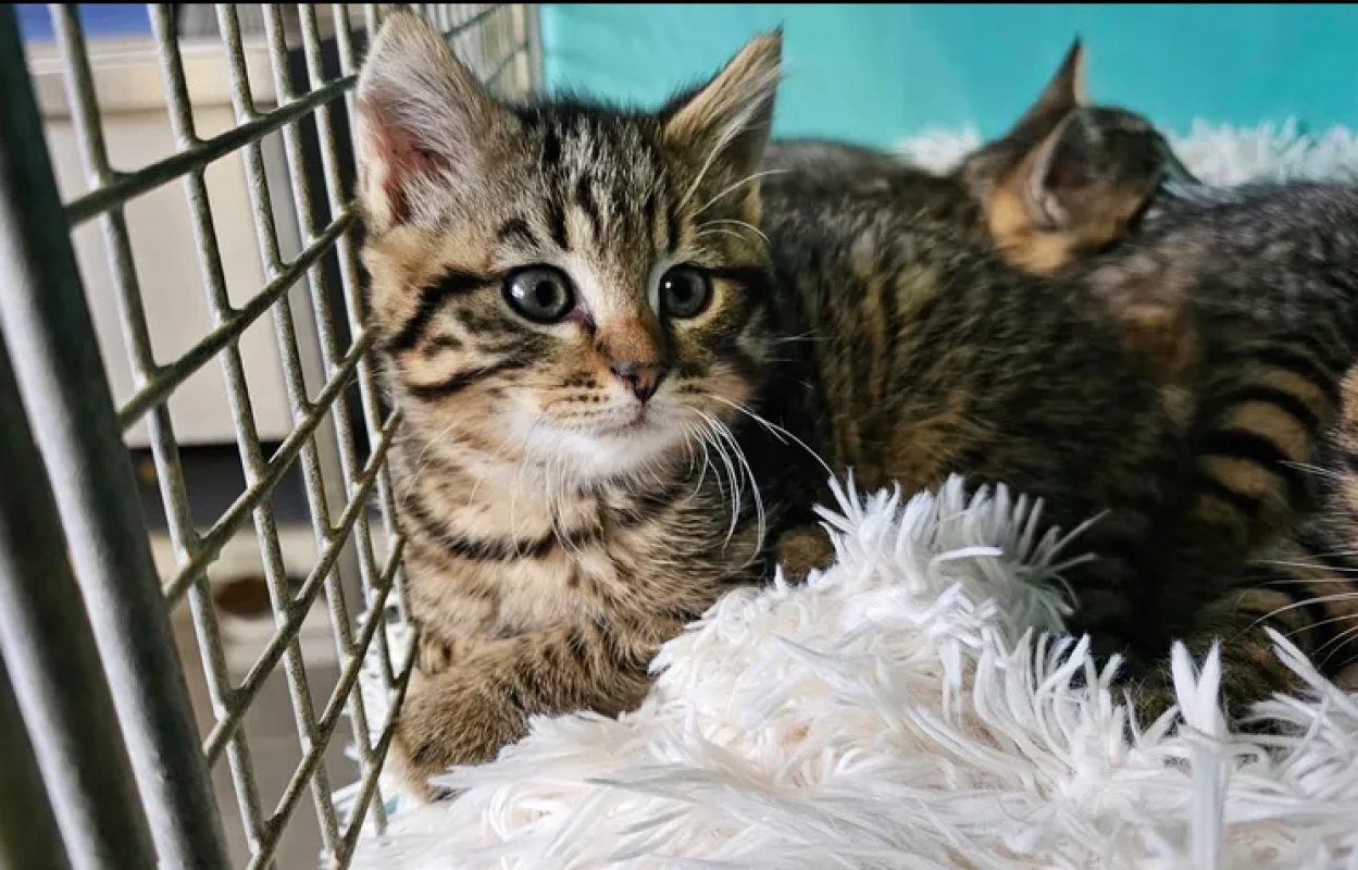 Elmer - Chat Européen à adopter