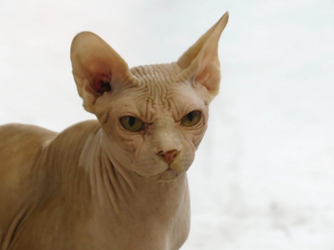Ahmet - Chat Sphynx à adopter