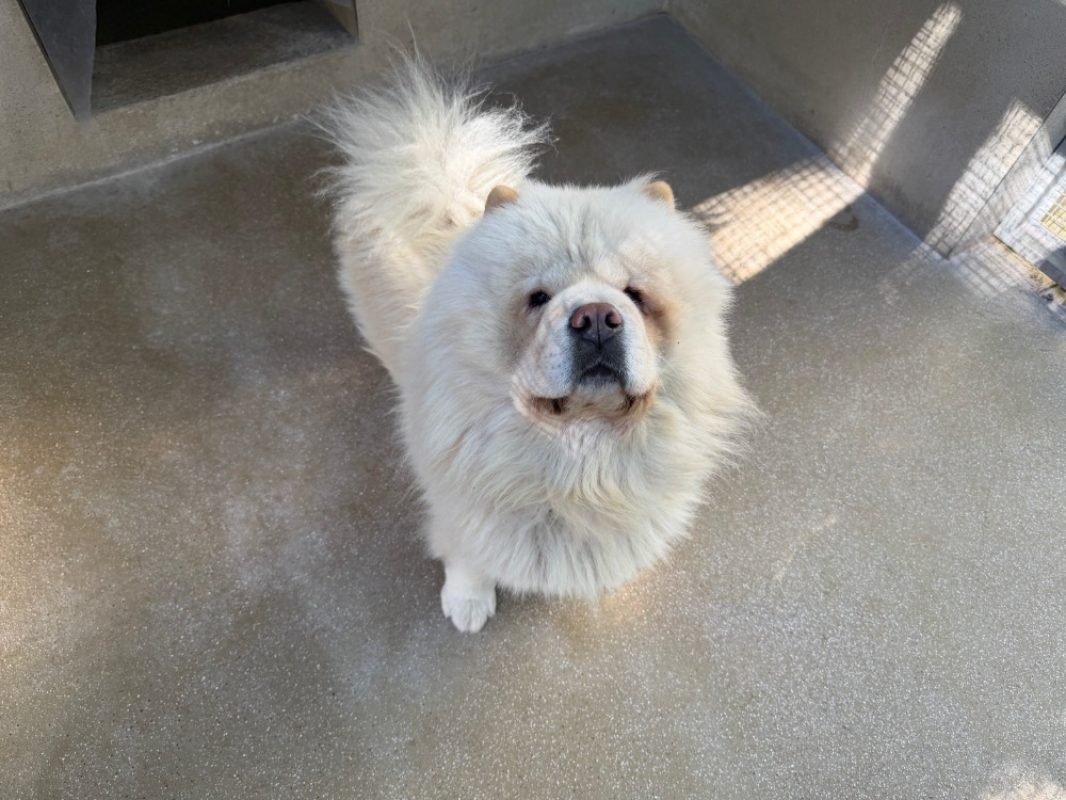 Mickey - Chien Chow Chow à adopter