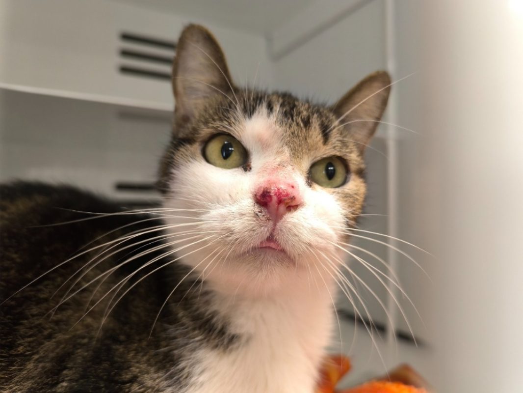 Aiko - Chat Européen à adopter