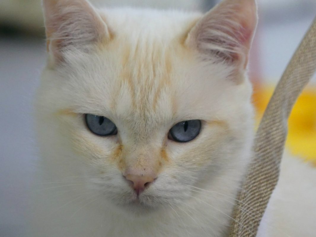 Archie - Chat Européen à adopter