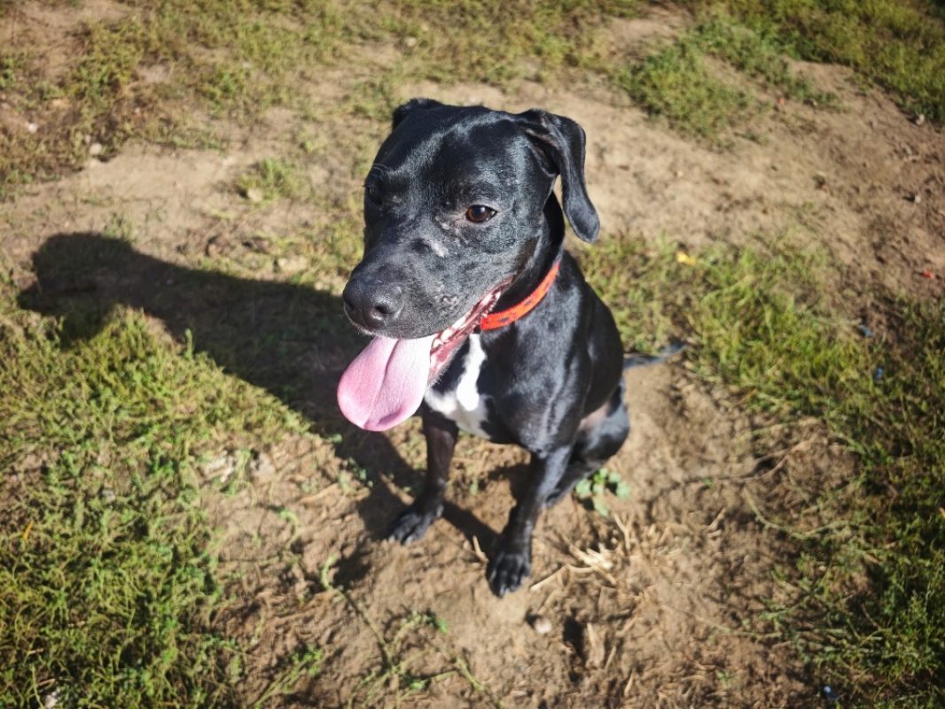 Pim - Chien à adopter