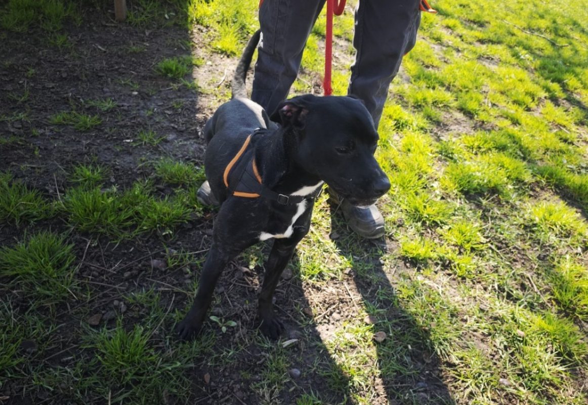 Pim - Chien à adopter - photo 2