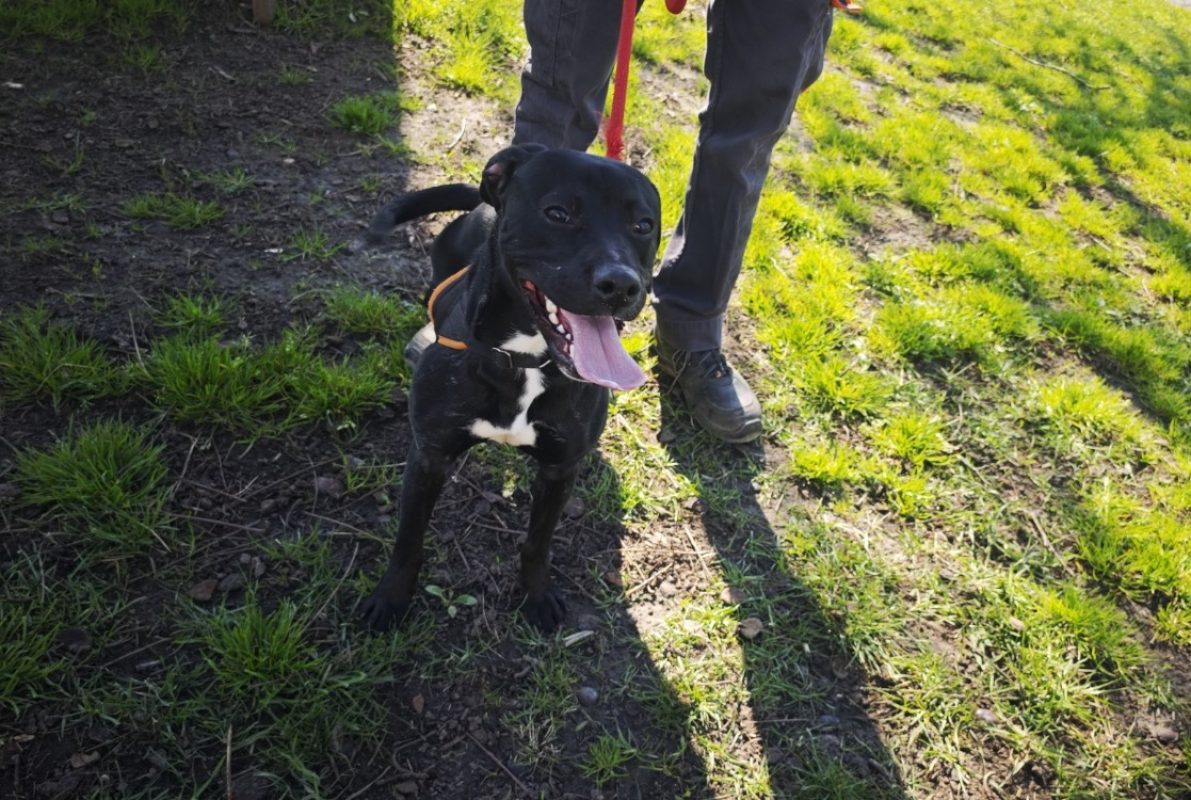 Pim - Chien à adopter - photo 3
