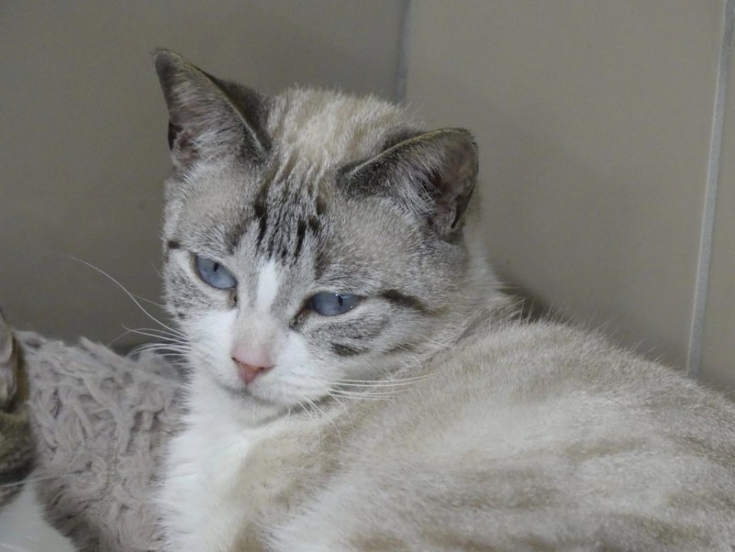 Althea - Chat Européen à adopter