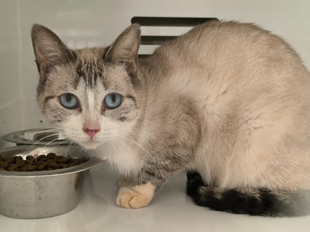 Althea - Chat Européen à adopter - photo 2