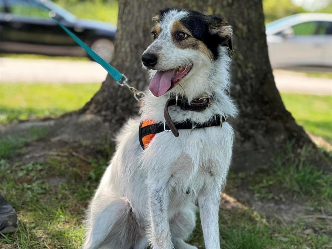 Loucky - Chien à adopter - photo 3