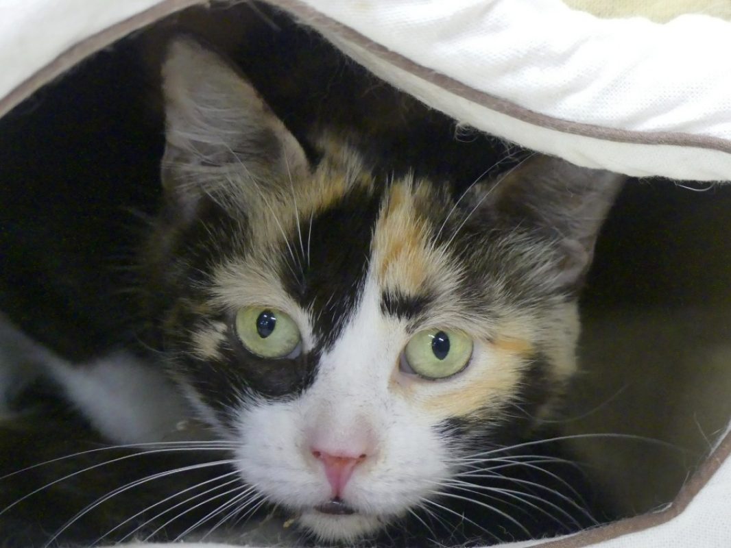 Josette - Chat Européen à adopter