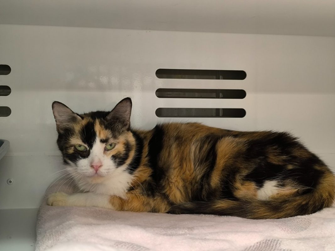 Josette - Chat Européen à adopter - photo 2