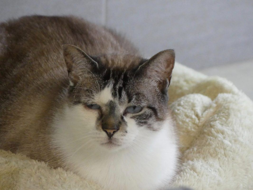 Pilgris - Chat Européen à adopter