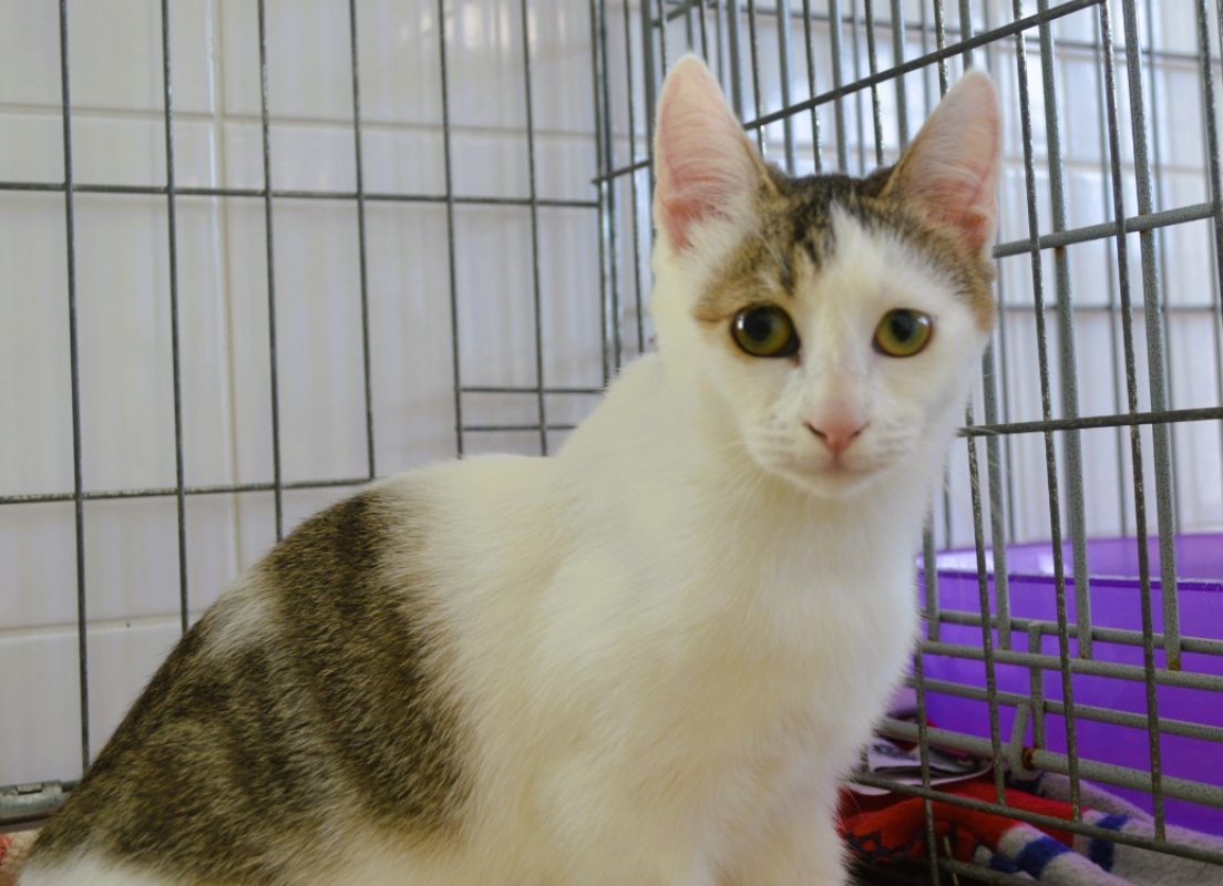 Elya - Chat Européen à adopter