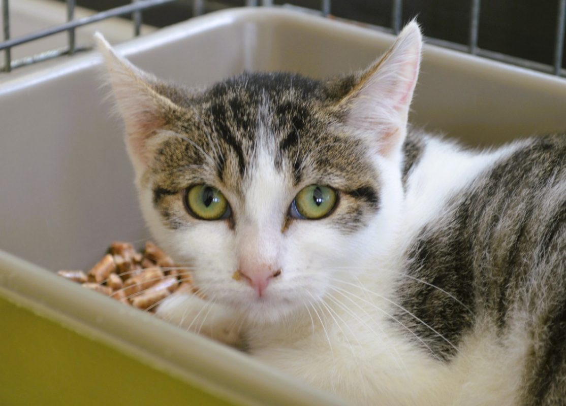 Aimy - Chat Européen à adopter