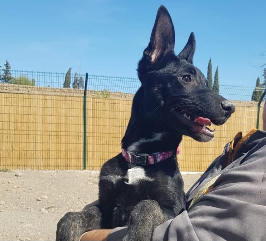 Black - Chien à adopter