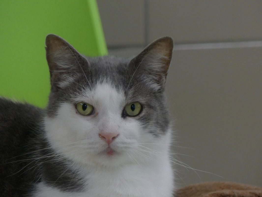 Souriceau - Chat Européen à adopter