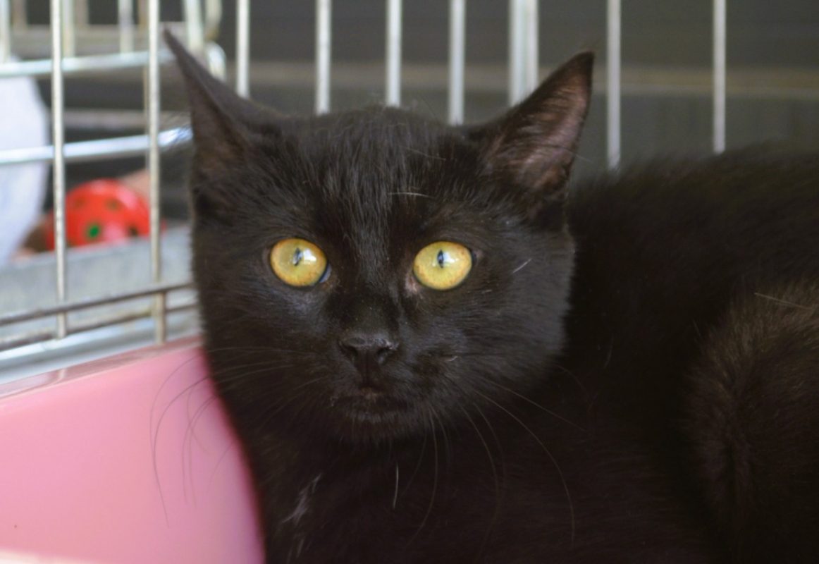 Freya - Chat Européen à adopter