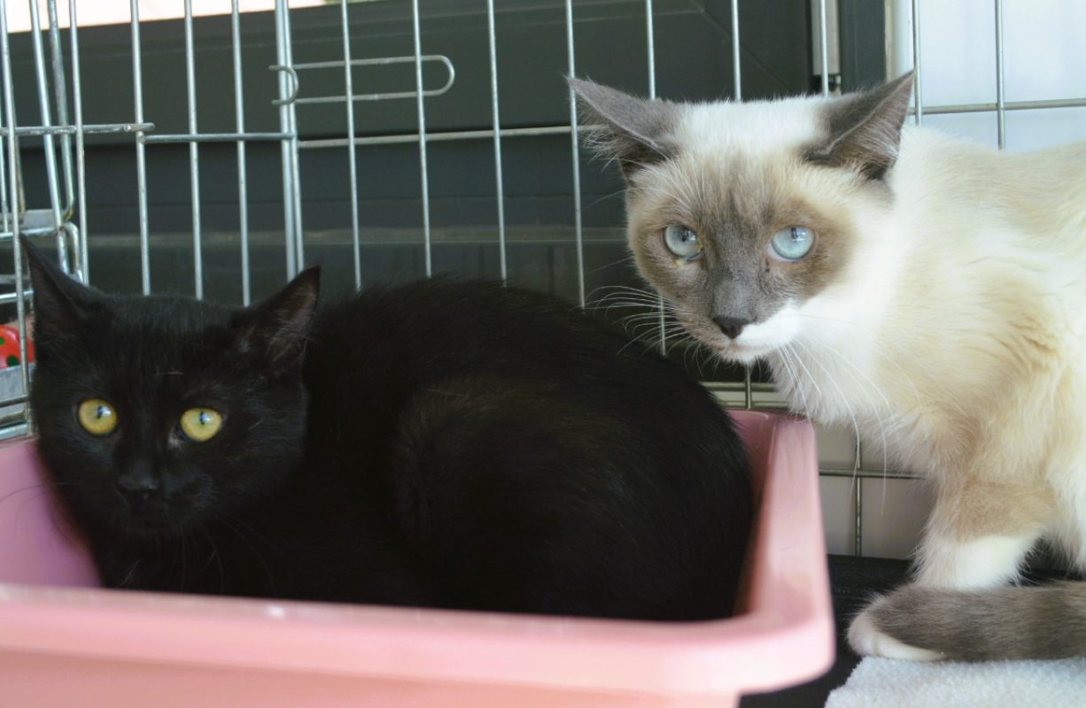 Freya - Chat Européen à adopter - photo 2