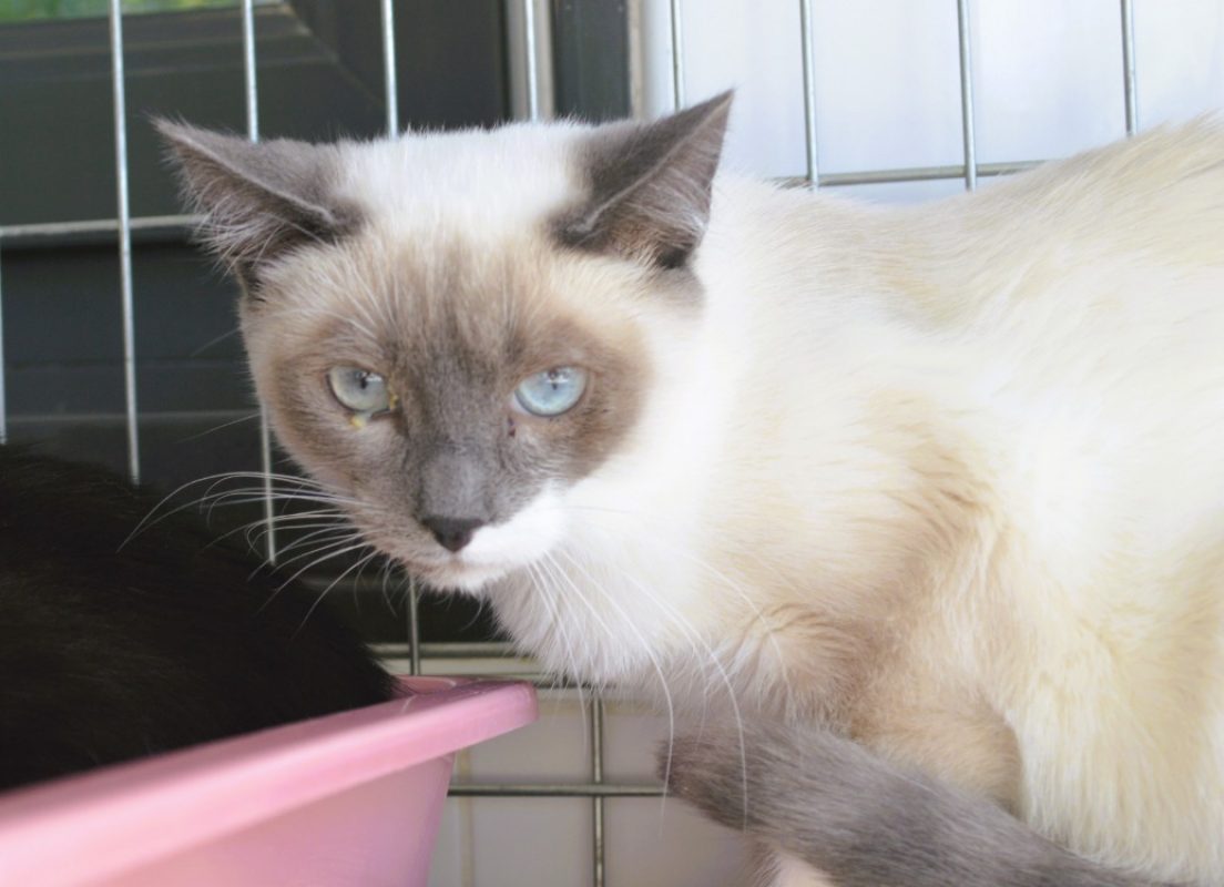 Hera - Chat Européen à adopter