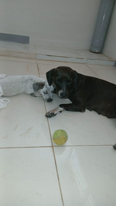 Bella - Chien à adopter - photo 2