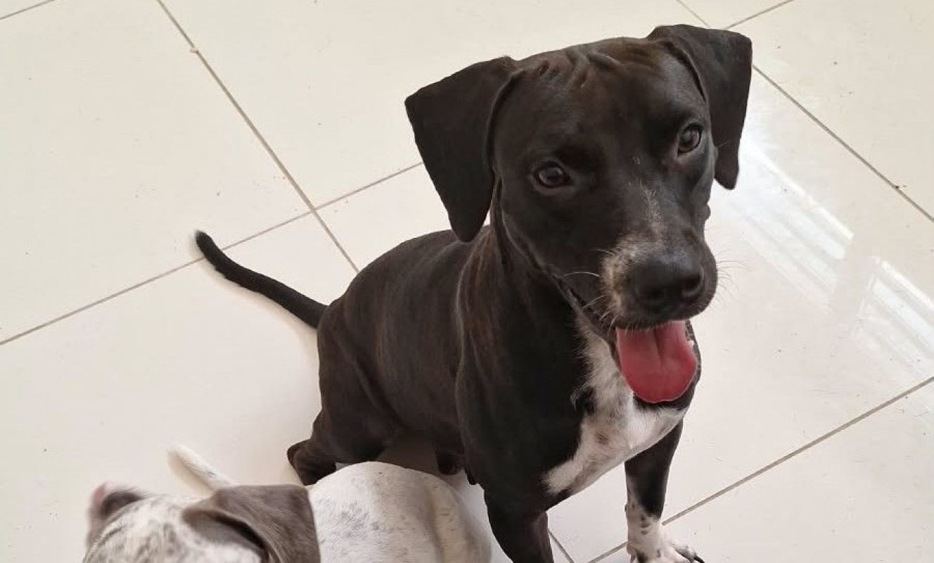 Bella - Chien à adopter