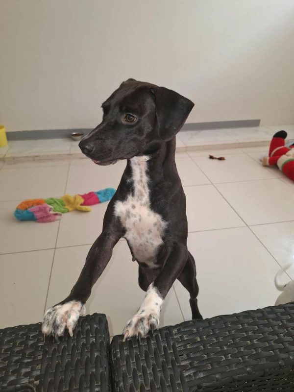 Bella - Chien à adopter - photo 4