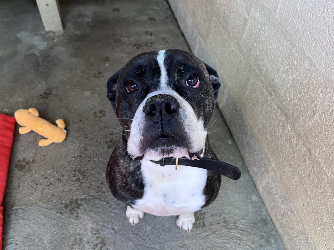 Tyson dit papouf - Chien Bouledogue Américain à adopter