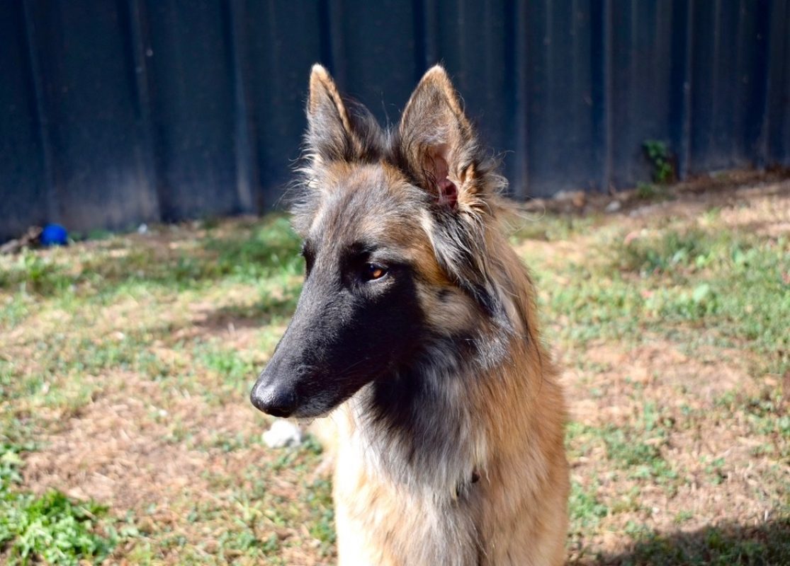 Belle - Chien Berger Belge Tervueren à adopter