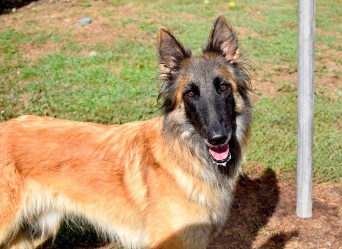 Belle - Chien Berger Belge Tervueren à adopter - photo 2
