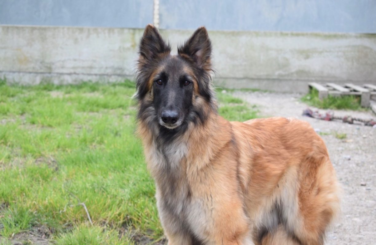 Belle - Chien Berger Belge Tervueren à adopter - photo 3