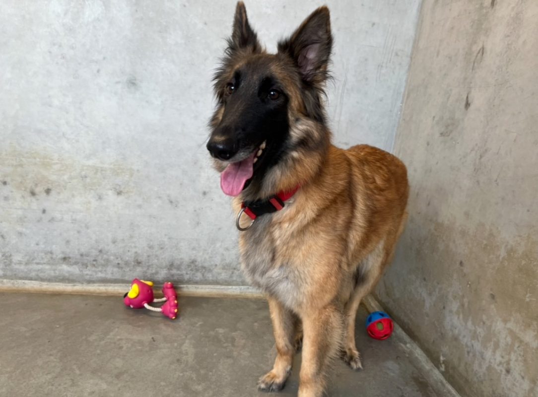 Belle - Chien Berger Belge Tervueren à adopter - photo 4
