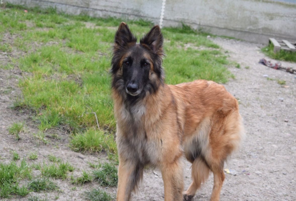 Belle - Chien Berger Belge Tervueren à adopter - photo 5