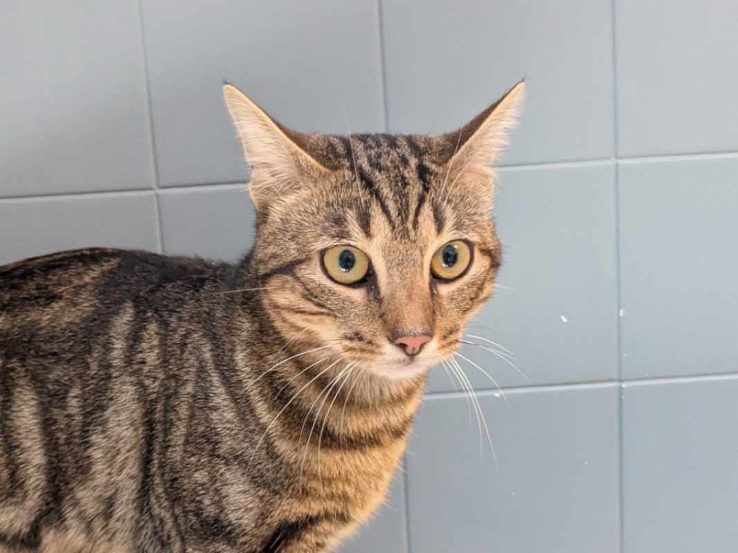 Milka - Chat Européen à adopter