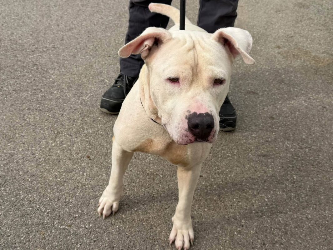 Blanco - Chien à adopter
