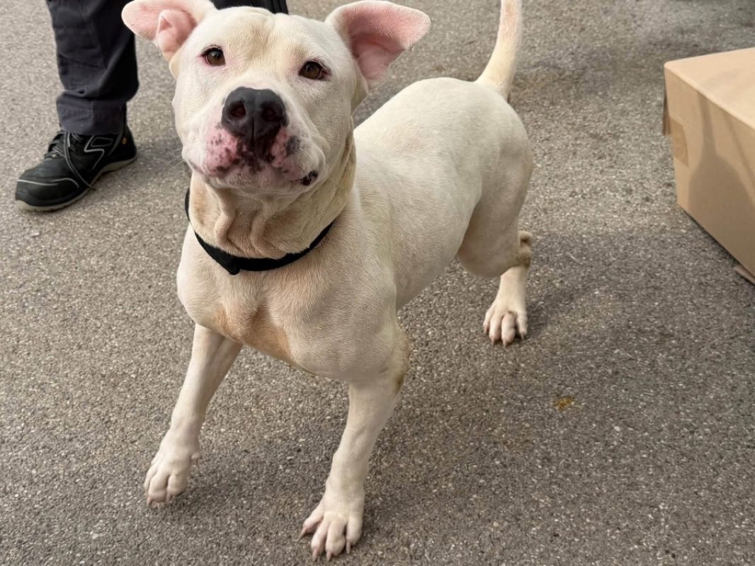 Blanco - Chien à adopter - photo 3