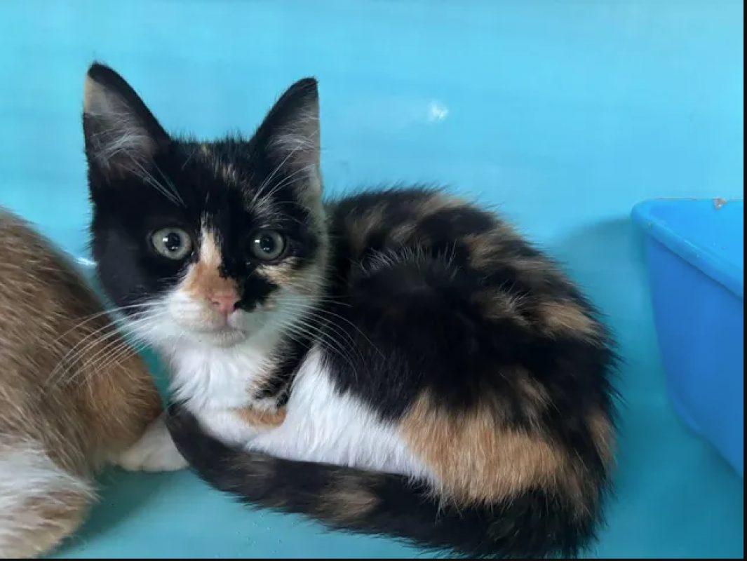Fraise - Chat Européen à adopter