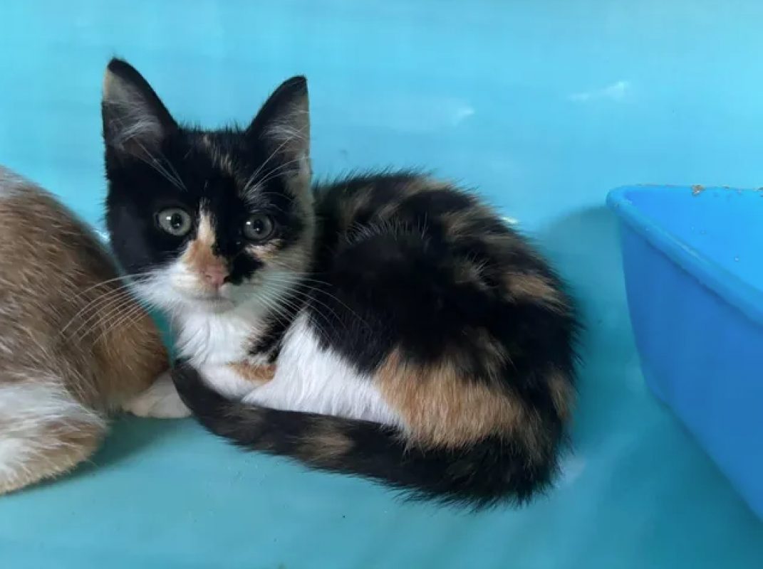 Fraise - Chat Européen à adopter - photo 2
