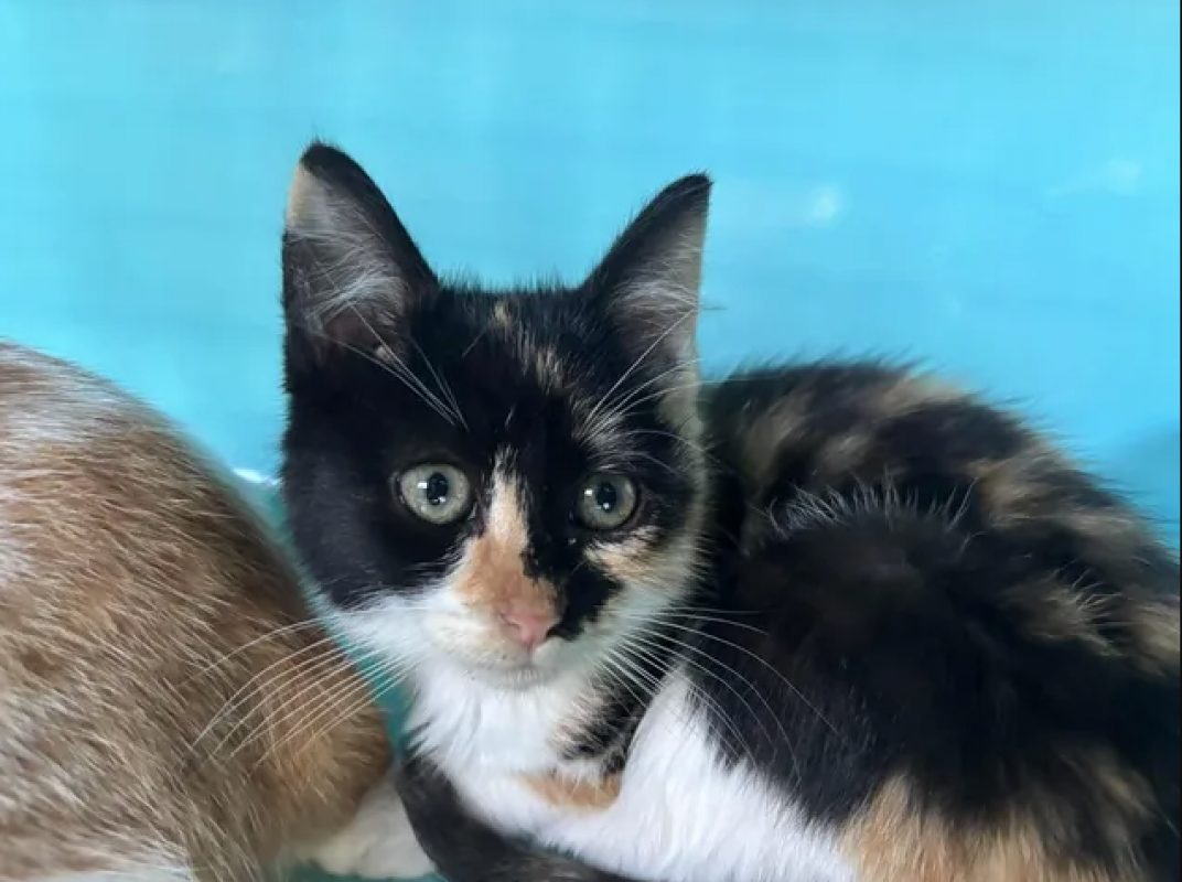 Fraise - Chat Européen à adopter - photo 3