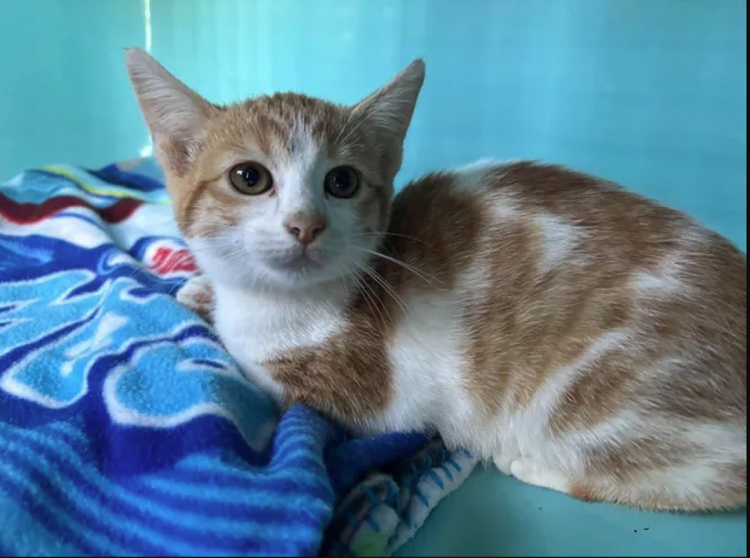Etoile - Chat Européen à adopter