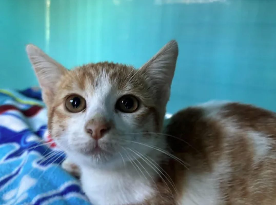 Etoile - Chat Européen à adopter - photo 2