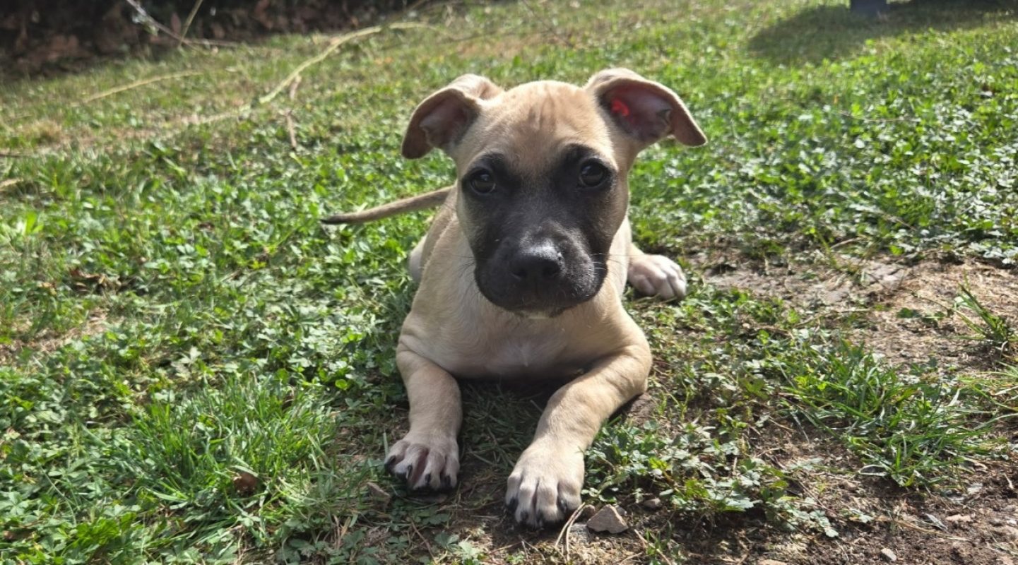 Zippy - Chien à adopter