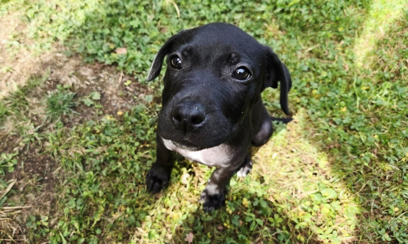 Rush - Chien à adopter