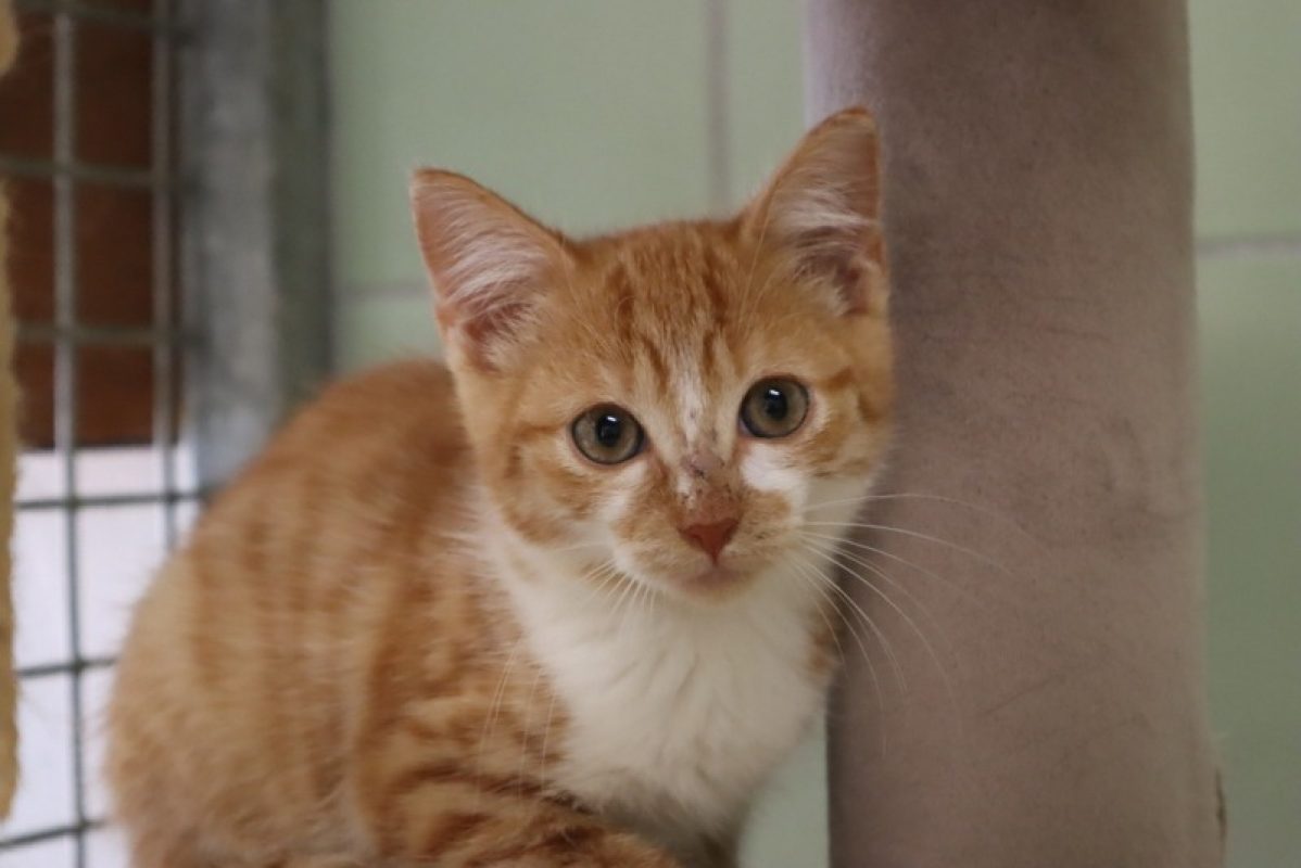 Douyou - Chat Européen à adopter