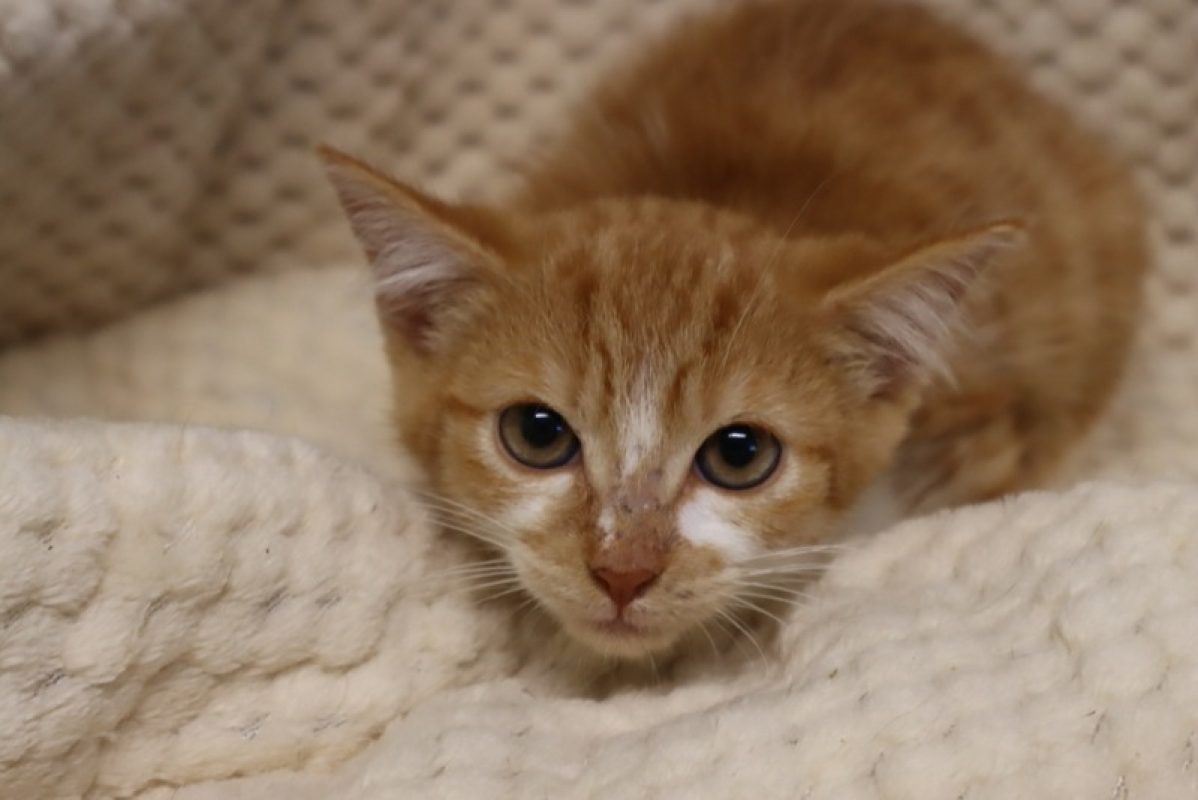 Douyou - Chat Européen à adopter - photo 2