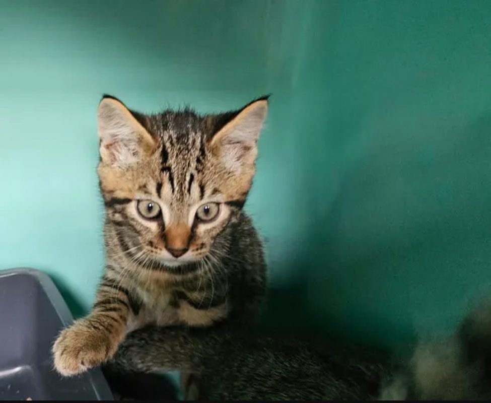 Marvin - Chat Européen à adopter