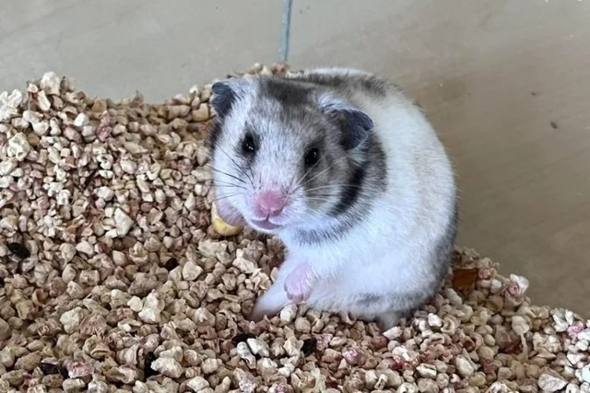 Nuage - Rongeur Hamster à adopter