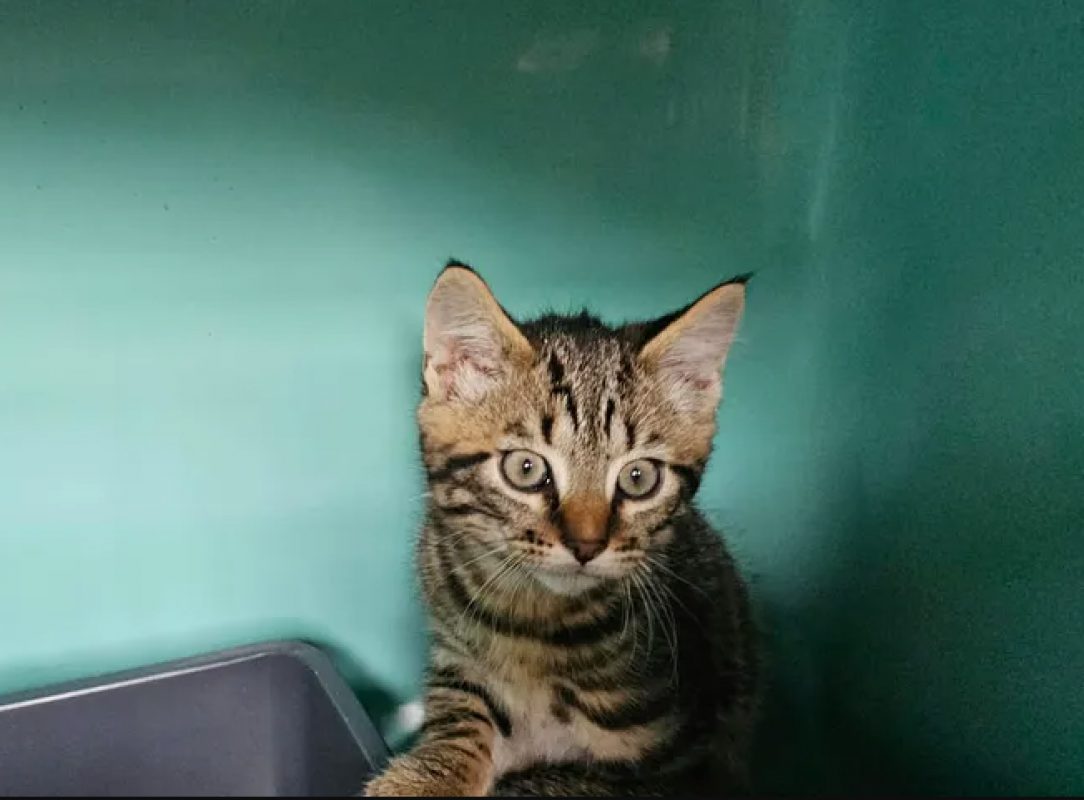 Taz - Chat Européen à adopter