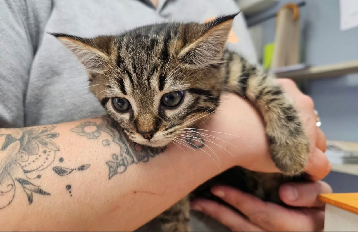 Sylvestre - Chat Européen à adopter