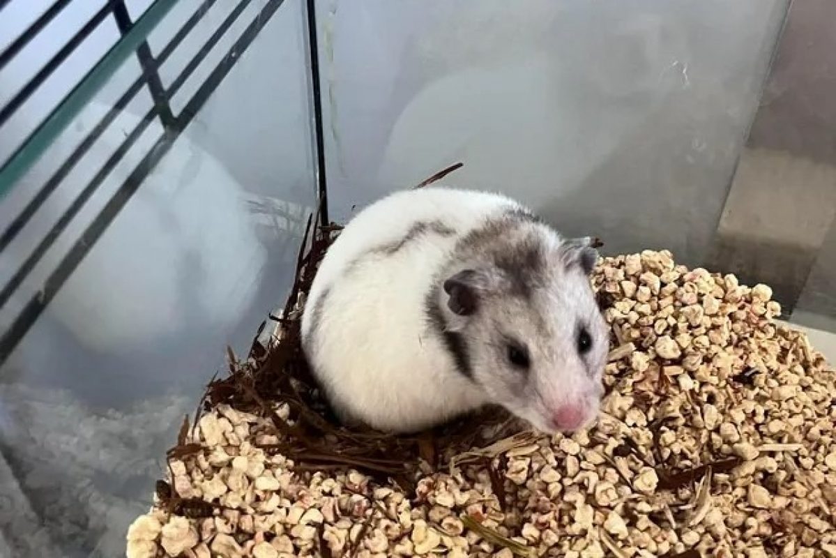 Praline - Rongeur Hamster à adopter